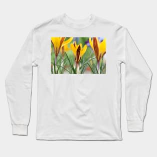 Crocus angustifolius  AGM  Cloth-of-gold crocus Long Sleeve T-Shirt